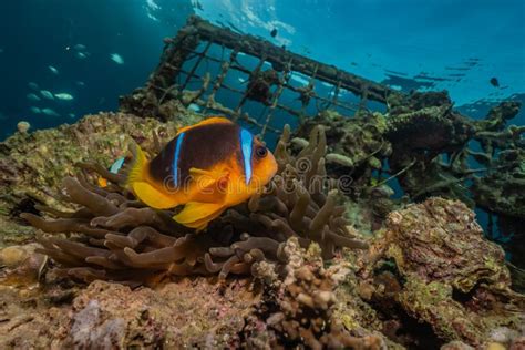 Clownfish In The Red Sea Stock Photo Image Of Aquarium