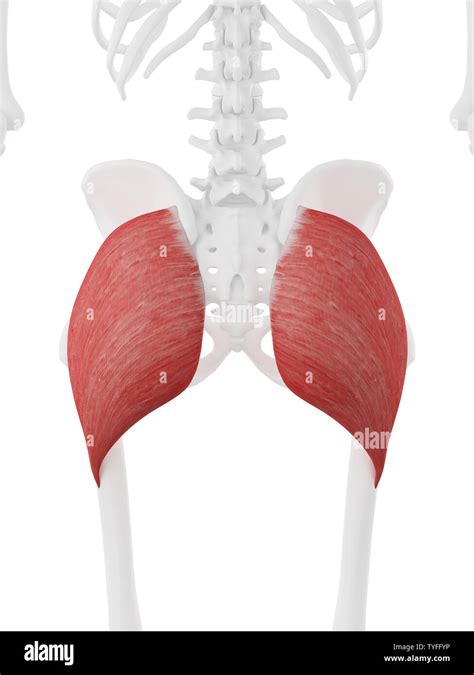 3d Rendered Medically Accurate Illustration Of The Gluteus Maximus