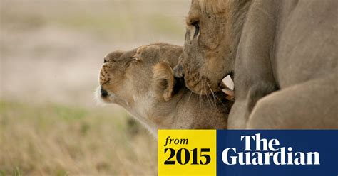 Scientists anticipate birth of Cecil the lion's grandcubs | Cecil the ...