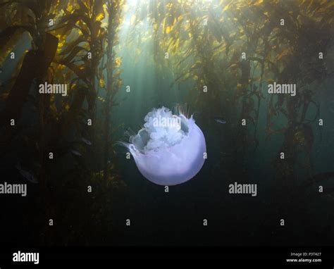 Moon Jelly Aurelia Aurita In Giant Kelp Macrocystis Pyrifera Forest