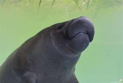 En Donde Hay Manatíes Hay Más Peces Y Se Conserva El Agua Dalila