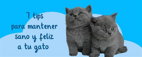 Tips Para Mantener Sano Y Feliz A Tu Gato Twinkl