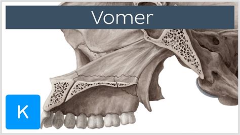 Vomer Bone Definition And Location Human Anatomy Kenhub Youtube