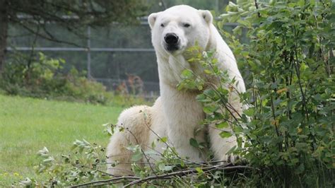 Oldest Bear At Cochrane Ont Polar Bear Habitat Dies Daily Guardian