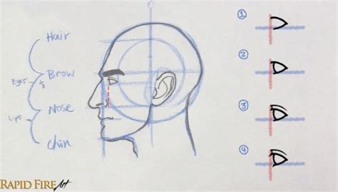 How To Draw A Face From The Side Loomis Method Rapidfireart