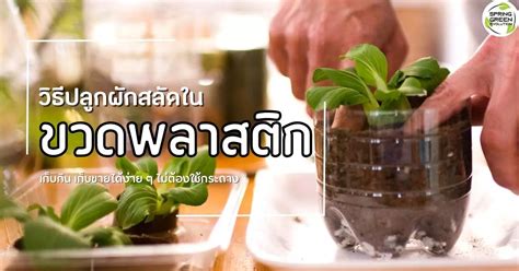 วิธี ปลูกผักสลัดในขวดพลาสติก เก็บกิน เก็บขายได้ง่าย ๆ ไม่ต้องใช้กระถาง