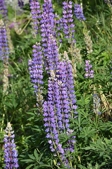 Wild Lupine Lupinus Perennis In Naperville Aurora Batavia Oswego