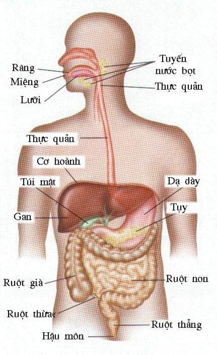 L Thuy T B I Ti U H A V C C C Quan Ti U H A Sinh H C Hoc