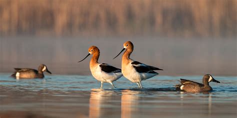 Wetland types - Nebraska Game & Parks Commission