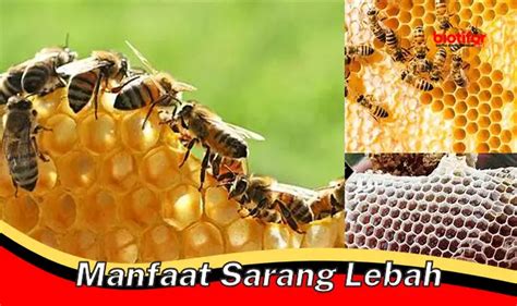 Temukan Manfaat Sarang Lebah Yang Jarang Diketahui Biotifor