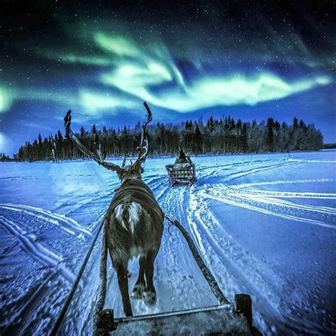 Reindeer ride under the northern lights😍 Iceland | Northern lights, Aurora borealis, Winter scenes