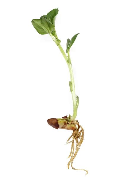 Horse Bean plant growing from a seed to a seedling — Stock Photo ...