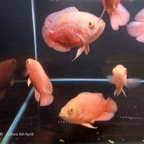 Jual Oscar Paris Albino Red Chilli Kab Bekasi Rara Aquatic Tokopedia