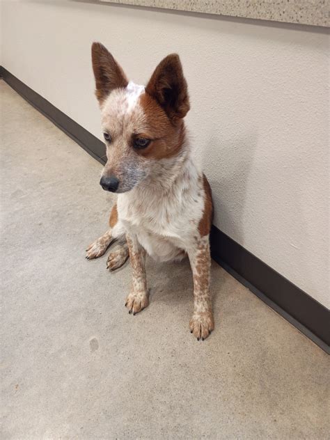 Humane Society of Wichita County | Wichita Falls TX