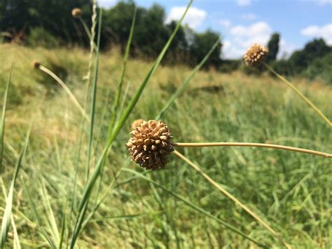 Crow Garlic