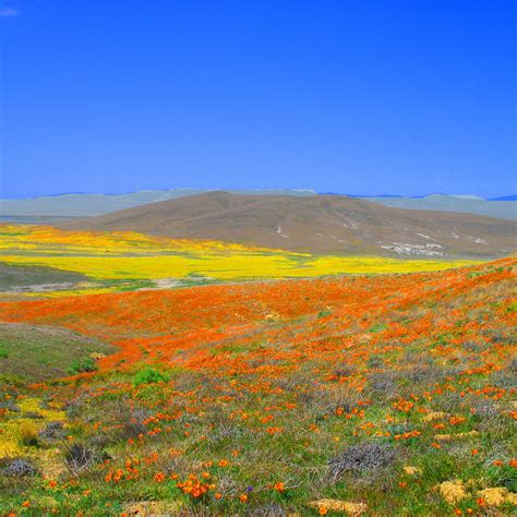 California Poppy Seeds Earthen