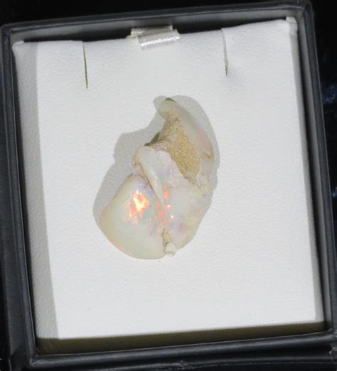 Australian Solid White Opal Shell Opalised Jasmine Opals