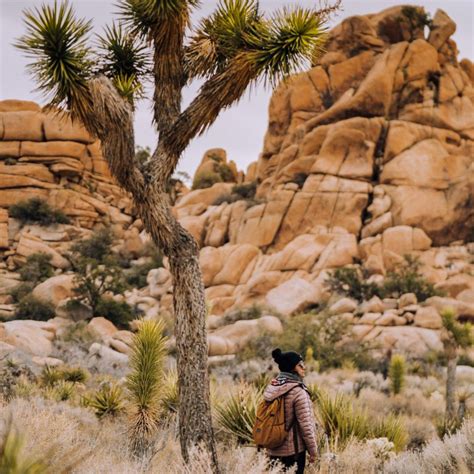 Joshua Tree Guía De Viaje Blog De Viajes Guías De Viaje Y Roadtrips