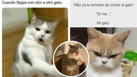 5 Memes De Gatos Enojados Pero Tiernos Para Compartir En Whatsapp Petlife