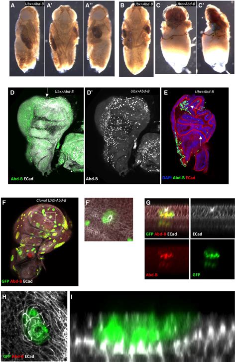 Figure 6 From Maintenance Of Cell Fate By The Polycomb Group Gene Sex