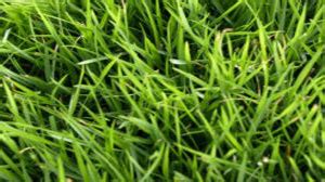 Types of Lawn Grasses - groSMART Safely