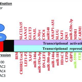 Schematic Representation Of YY1 Protein Protein Interactions Involved