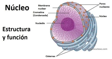 Membrana Nuclear Todo Lo Que Debes Saber Sobre Esta Estructura Celular