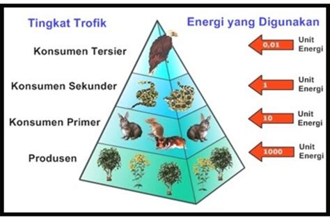 ﻿Pengertian Piramida Ekologi, Ciri-Ciri, Fungsi, dan Contohnya – Blog ...