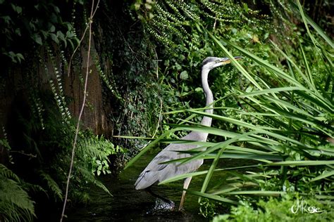 Le Héron Cendré Ardea Cinerea Focus Naturel Flickr