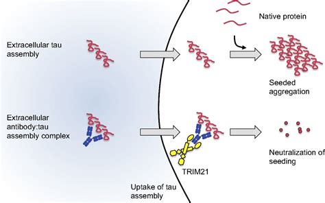 Cytosolic Fc Receptor TRIM21 Inhibits Seeded Tau Aggregation PNAS