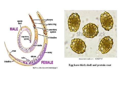 Medical Parasitology Dr Hala Al Daghistani Definitive Final