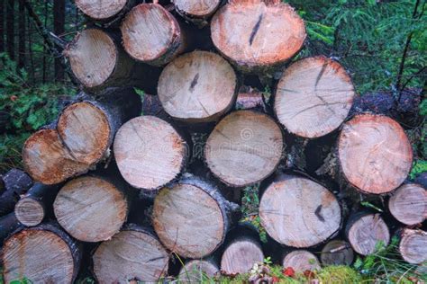 A Pile Of Wood After Deforestation Tree Logs Lie On The Ground In The