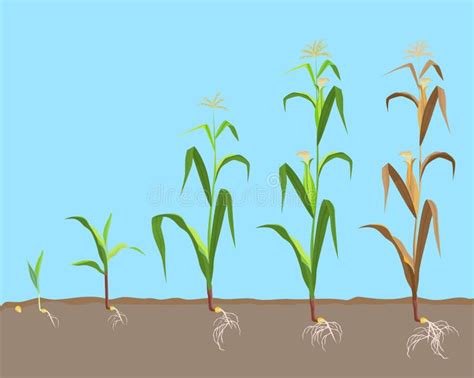 Dried Corn Stock Illustrations 1136 Dried Corn Stock Illustrations