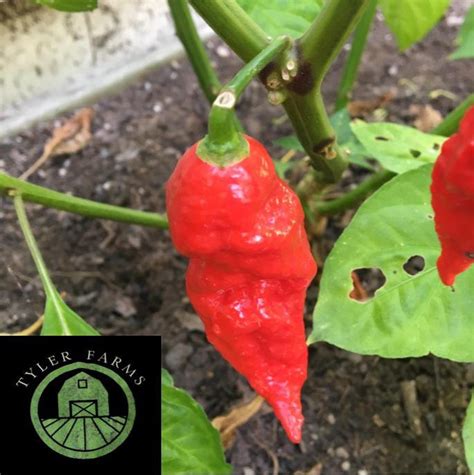 Naga Viper Pepper Seeds | Tyler Farms