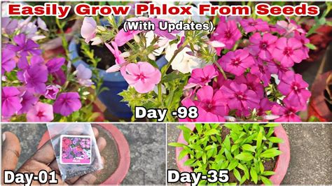 How To Grow Phlox Flower Plants From Seeds With Updates Till Flowering