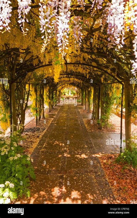 Laburnum arch hi-res stock photography and images - Alamy