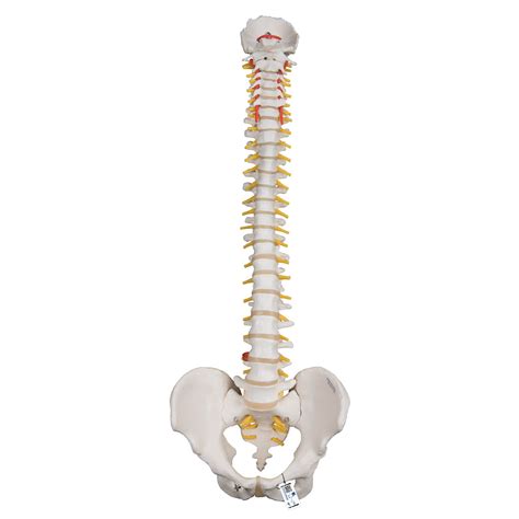 3B Smart Anatomy A59-1 Highly Flexible Spine Model