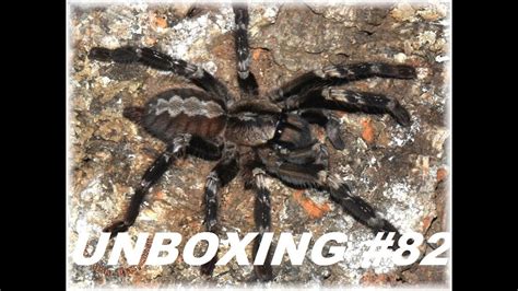 Tartan Tarantulas Unboxing Youtube