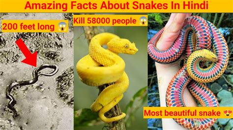 Everything You Should Know About Snakes How To Survive Snake Bite