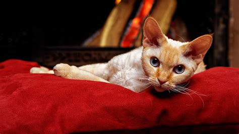 Devon Rex Male Cat Free Photo On Pixabay Pixabay