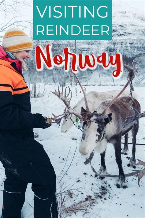 The Best Place For Reindeer Sledding In Tromsø Norway Heart My Backpack