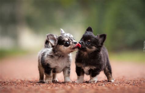 Chihuahua Pieski S Odkie Szczeniaczki