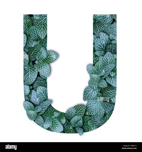 Nature Concept Alphabet Of Green Leaves In Alphabet Letter U Shapes