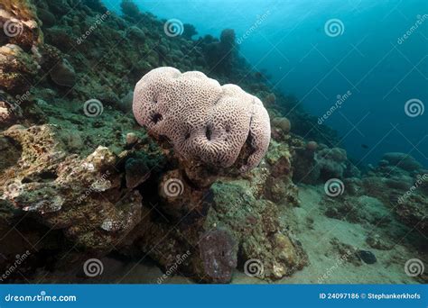 Brain Coral In The Red Sea Stock Photo Image Of Colour Life 24097186