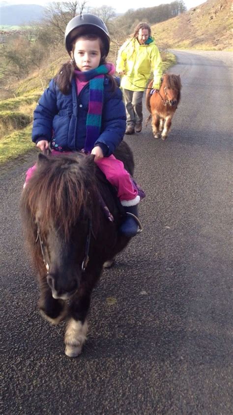 Riding a miniature Shetland pony Miniature Shetland Pony, Mystique, Cow ...