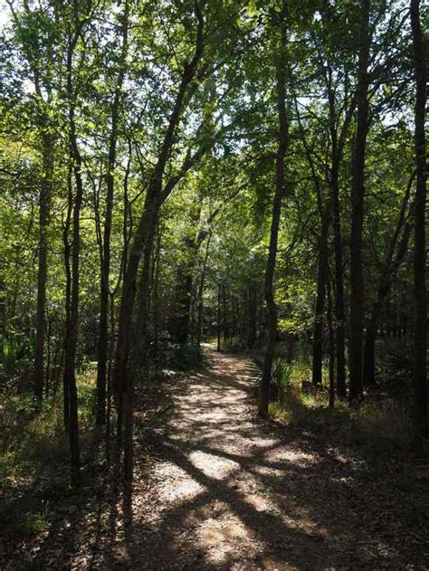 Palmetto State Park - Texas State Park 1/89 - A Foggy Path Texas State ...