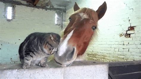 Cat Horse  Find And Share On Giphy