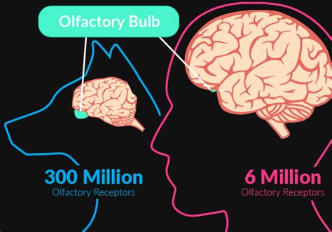 Sense Of Smell And Brain