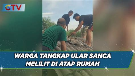 Warga Tangkap Ular Sanca Melilit Di Atap Rumah Bim Youtube