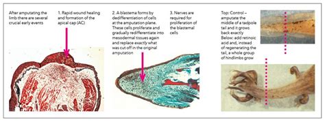 From Mice To Medicine Harnessing The Power Of Regeneration